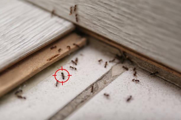 Best Best Pest Control Companies  in Grandview, OK