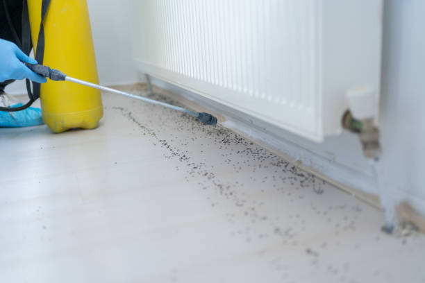 Best Flea Control Services  in Grandview, OK